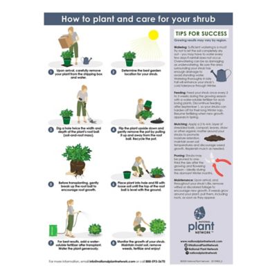 Image showing 7 th National Plant Network 3 gal. Drift Rose Peach