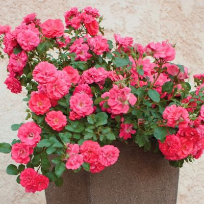 Image showing  3 gal. Drift Rose Coral