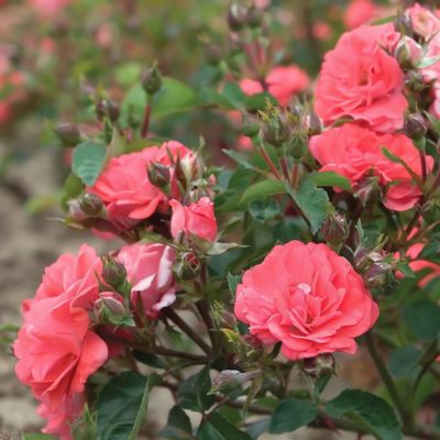 Image showing  3 gal. Drift Rose Coral