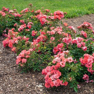 Image showing  3 gal. Drift Rose Coral