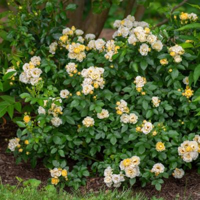 Image showing  3 gal. Drift Rose Popcorn
