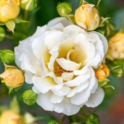 Image showing  3 gal. Drift Rose Popcorn