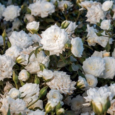 Image showing  3 gal. Drift Rose White