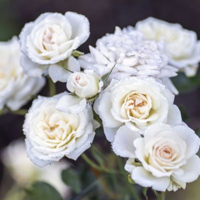 Image showing  3 gal. Drift Rose White