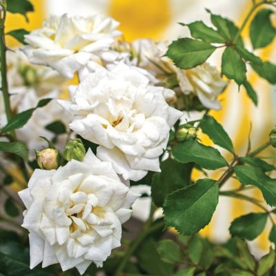 Image showing  3 gal. Drift Rose White