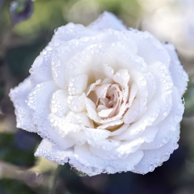 Image showing  3 gal. Drift Rose White
