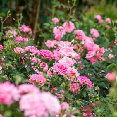 Image showing  3 gal. Drift Rose Sweet