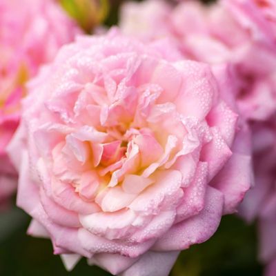 Image showing  3 gal. Drift Rose Sweet
