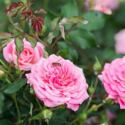 Image showing  3 gal. Drift Rose Sweet