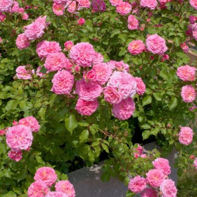 Image showing  3 gal. Drift Rose Sweet