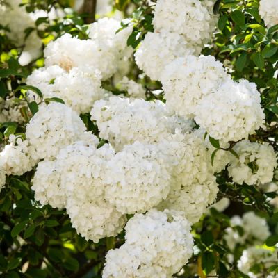 Image showing  3 gal. Viburnum Snow Ball