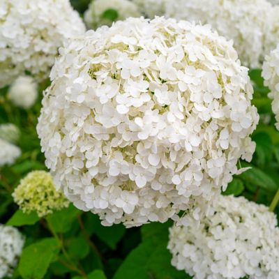 Image showing  3 gal. Viburnum Snow Ball