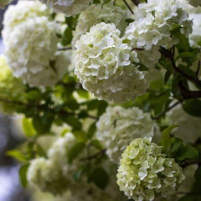 Image showing  3 gal. Viburnum Snow Ball