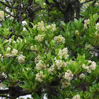 National Plant Network 3 gal. Viburnum Chindo