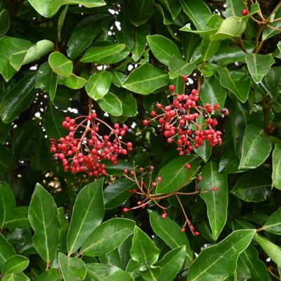 Image showing  3 gal. Viburnum Chindo