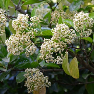 Image showing  3 gal. Viburnum Chindo