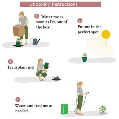 Image showing 5 th National Plant Network 3 gal. Viburnum Chindo