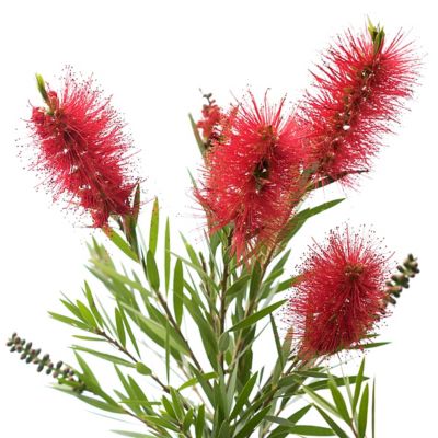 National Plant Network 1 gal. Bottlebrush
