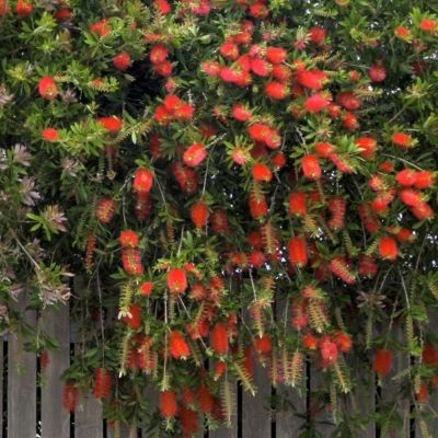 Image showing  1 gal. Bottlebrush