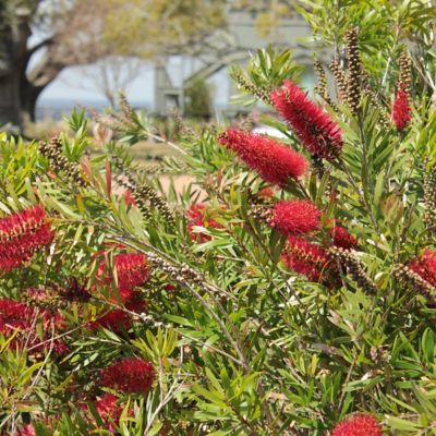 Image showing  1 gal. Bottlebrush