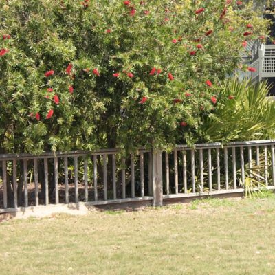 Image showing  1 gal. Bottlebrush