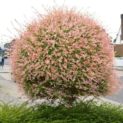 National Plant Network 3 gal. Willow Tree 'Hakuro Nishiki'