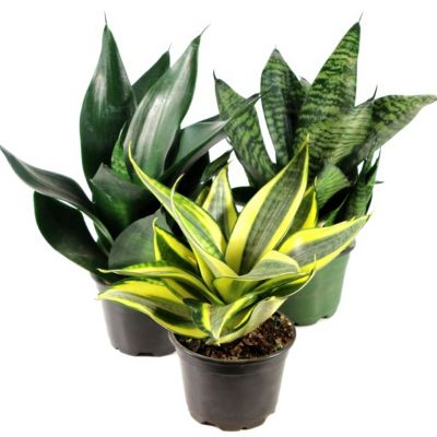 National Plant Network 4 in. Sansevieria Hahnii (3-Pack)