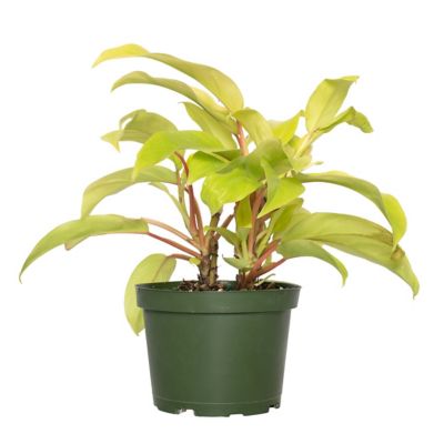 National Plant Network 6 in. Philodendron Ceylon Beauty
