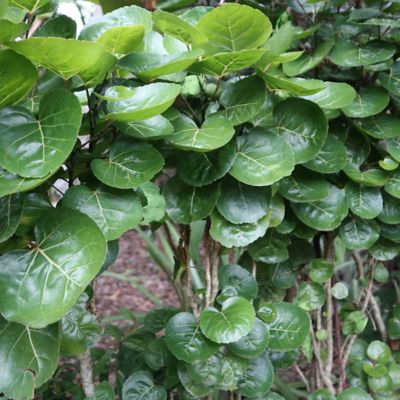 Image showing  8 in. Aralia Fabian Stump