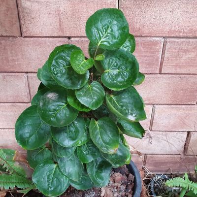 Image showing  8 in. Aralia Fabian Stump