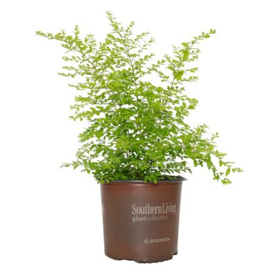 HOLLY National Plant Network 2.25 gal. Holly Compacta Plant at