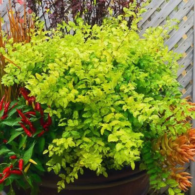 Image showing  3 gal. Sunshine Ligustrum