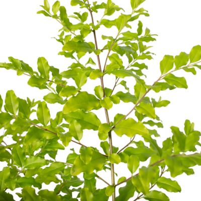 Image showing  3 gal. Sunshine Ligustrum