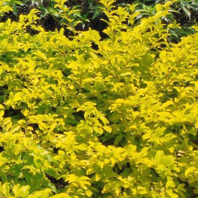 Image showing  3 gal. Sunshine Ligustrum