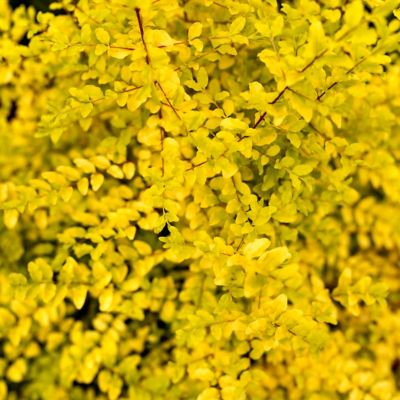 Image showing  3 gal. Sunshine Ligustrum