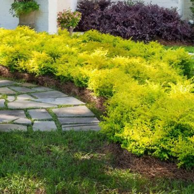 Image showing 5 th National Plant Network 3 gal. Sunshine Ligustrum