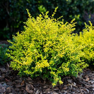 Image showing 6 th National Plant Network 3 gal. Sunshine Ligustrum