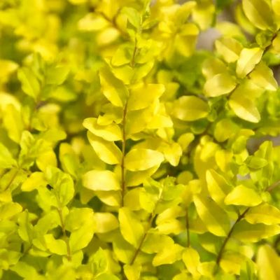 Image showing 7 th National Plant Network 3 gal. Sunshine Ligustrum