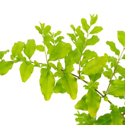 Image showing 8 th National Plant Network 3 gal. Sunshine Ligustrum