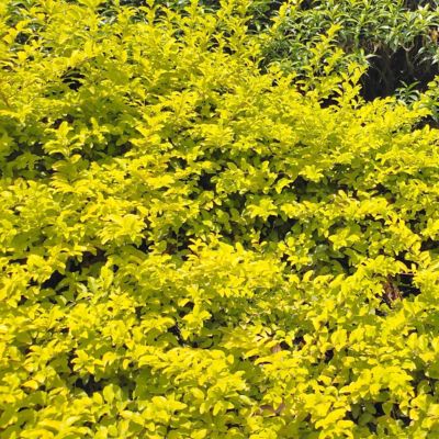 Image showing 9 th National Plant Network 3 gal. Sunshine Ligustrum
