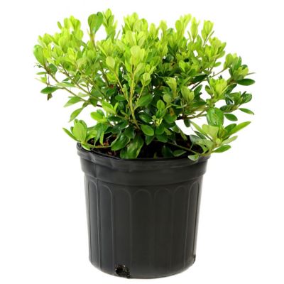 National Plant Network 3 gal. Hershey Red Azalea