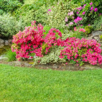 Image showing  3 gal. Hershey Red Azalea
