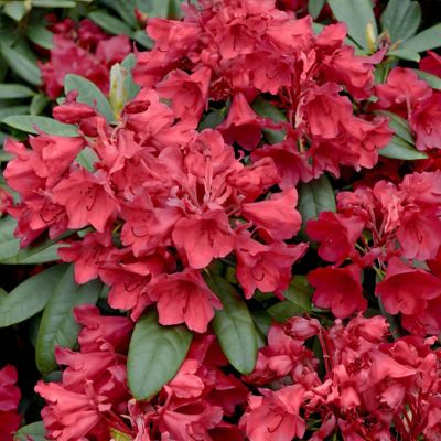 Image showing  3 gal. Hershey Red Azalea