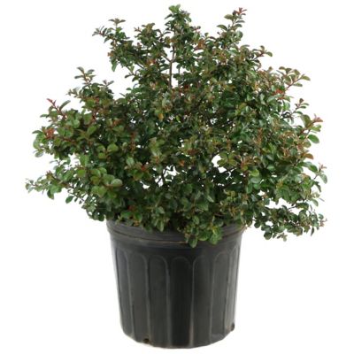 National Plant Network 3 gal. Crape Myrtle Miss Frances