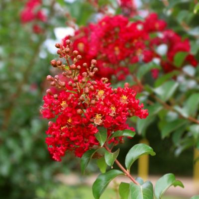 Image showing  3 gal. Crape Myrtle Miss Frances