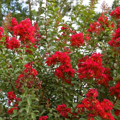 Image showing  3 gal. Crape Myrtle Miss Frances