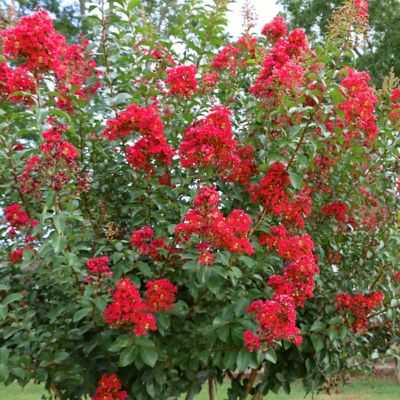 Image showing  3 gal. Crape Myrtle Miss Frances