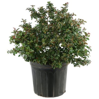 National Plant Network 3 gal. Crape Myrtle Natchez