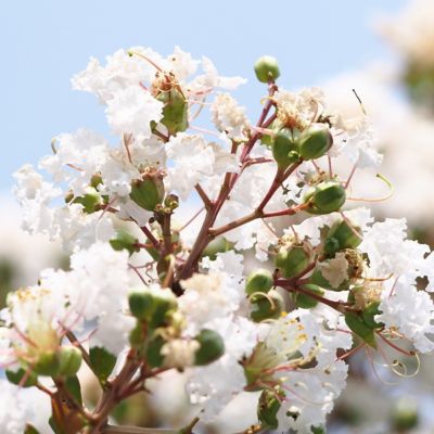 Image showing  3 gal. Crape Myrtle Natchez