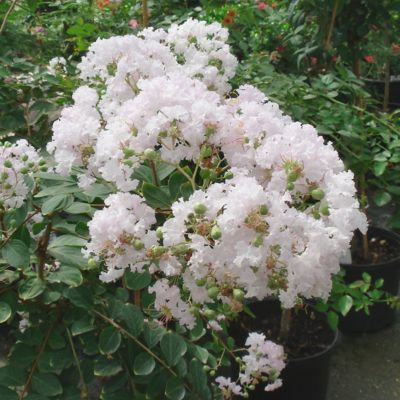 Image showing  3 gal. Crape Myrtle Natchez